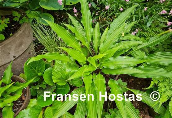 Hosta The Razor's Edge